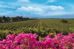Southern Italy Fall Release Report