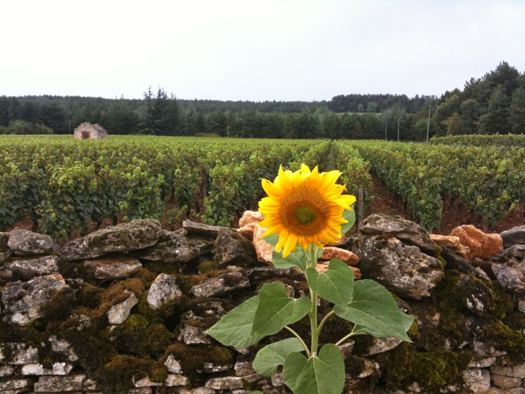 APPELLATION Côte Chalonnaise, Burgundy, France