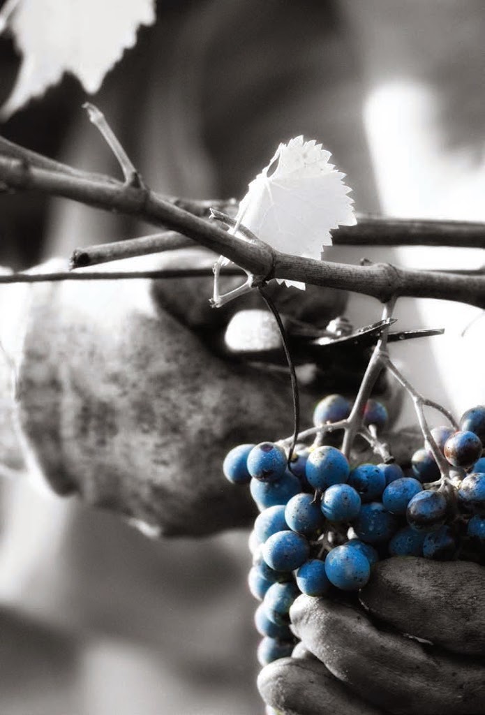 Sangiovese