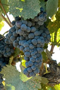 Mourvedre