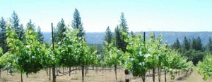 Manton Valley Approved as Tehama County’s 1st AVA