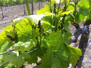 Vines in the spring in Arroyo Seco. Photo courtesy of Mercy Vineyards.