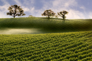Though you may not know it, Lodi produces more Sauvignon Blanc than any other region in California.