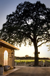 Lodi is known for "Zin," but also produces some terrific Sauvignon Blanc.
