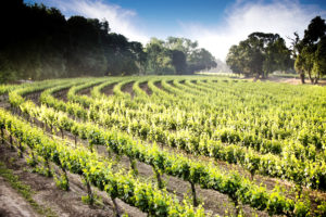 SAUVIGNON BLANC REGIONAL TASTING PROFILE – LODI, CALIFORNIA
