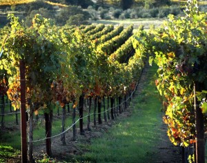 One of the prized Livermore Valley vineyards, Steven Kent's Ghielmetti Vineyard, produces tremendous Sauvignon Blanc. 