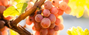 CRISP WHITE WINES FROM THE ITALIAN ALPS