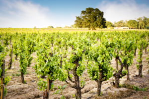 LODI NATIVE – PURITY AND VINEYARD EXPRESSION PUT LODI ON THE MAP