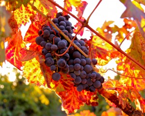 Zinfandel Grapes, Mokelumne River AVA, Lodi. Photography by Randy Caparoso.