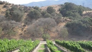 Wrath's San Saba Vineyard