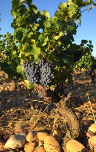ORGANIC OLD VINE GRENACHE PLAYS A STARRING ROLE AT CHATEAU LA NERTHE