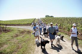 DOG HIKES IN THE VINEYARD AND PANORAMIC VIEWS AT KUNDE WINERY