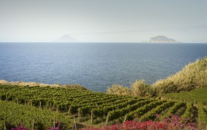 WINE GRAPE HARVEST BEGINS IN SICILY AT TASCA D’ALMERITA