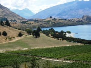 REDISCOVERING THE PLEASURE OF NEW ZEALAND SAUVIGNON BLANC