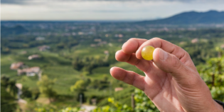 PROSECCO PREPARES FOR CLIMATE CHANGE