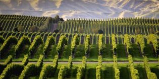 PLANET GRAPE WINE REVIEW’S TOP TEN GREEN WINES
