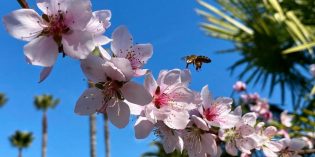 PLANET GRAPE WINE REVIEW CELEBRATES EARTH DAY WITH IRON HORSE VINEYARDS